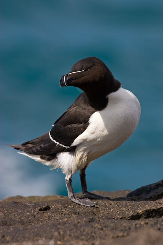 Razorbill